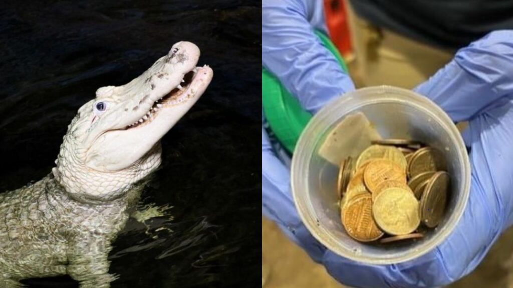 70 coins removed from stomach of alligator at Nebraska zoo