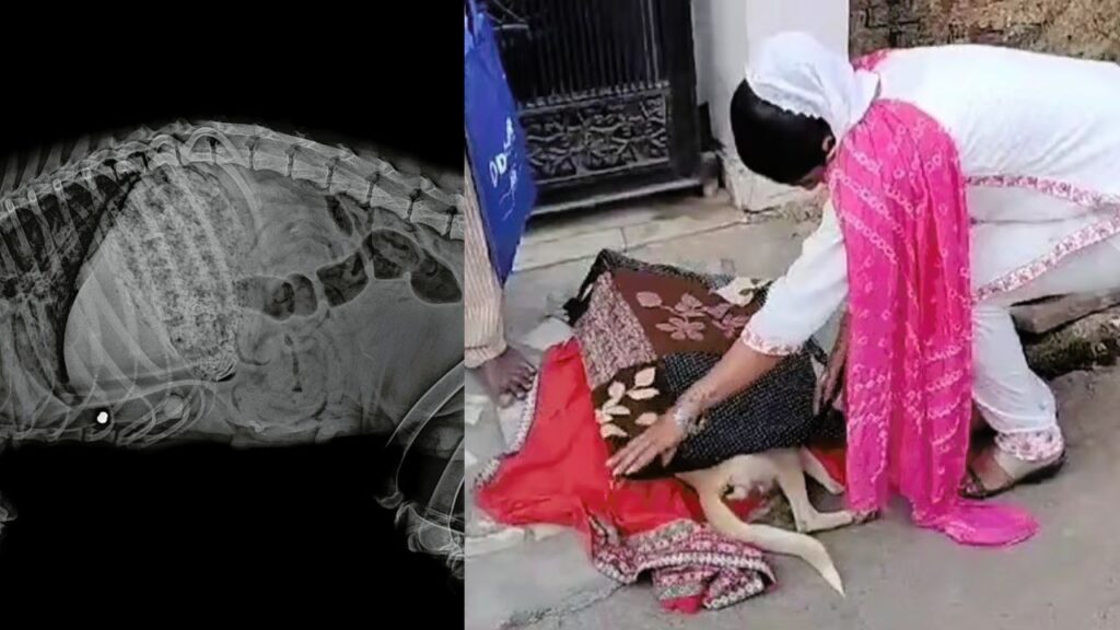 Shameful: A criminal in Jabalpur, Madhya Pradesh, shot and killed a street dog.
