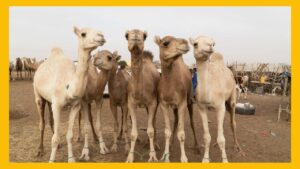 Dead body of a camel