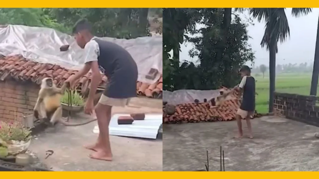 Naughty boy teases langur