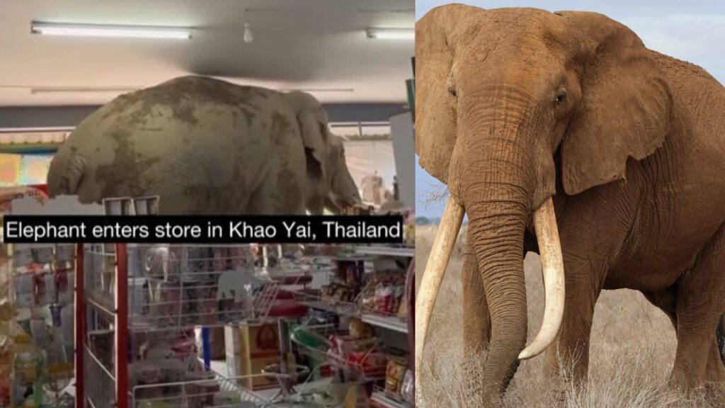 Elephant enters inside a mall